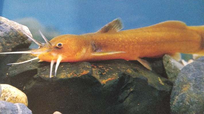ツレナイfishing アカザの追憶