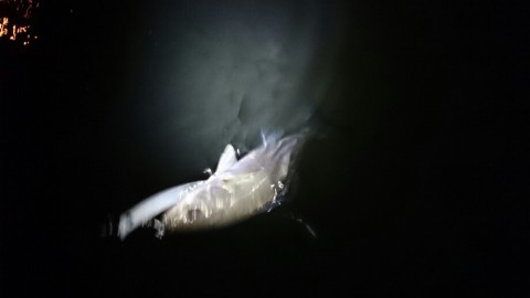 bsdyvabmzvxuktv594di_920_518-1f279779.jpg