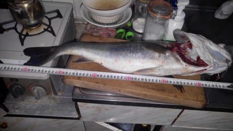 bsgje8p3pibnx9agtk7v_480_480-74617890.jpg