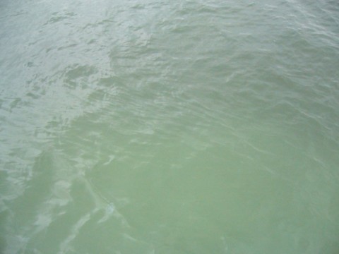 bsh2zc2ydio3soy3sysf_480_480-0b97f56f.jpg