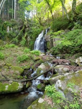 btavucahkj7p4fjju6o7_361_480-ea418999.jpg