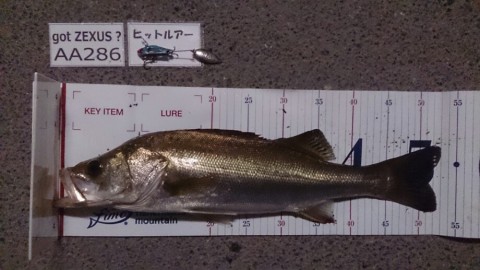 bted56myrmiusn8od6c8_920_517-0cf9ec0c.jpg