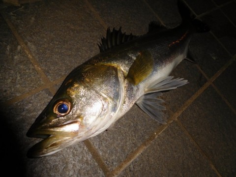 btf5uj4d7ope9f8jpifj_480_480-6580995b.jpg