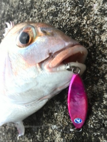 bto6gj6nsemkoennmx6c_480_480-781b32f5.jpg