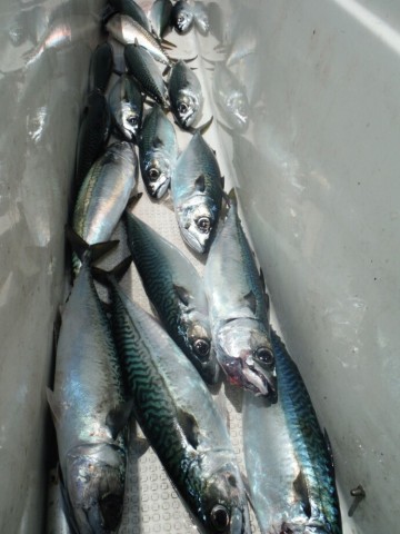 bu8afwyuw346zpcv9u3j_690_920-34454442.jpg