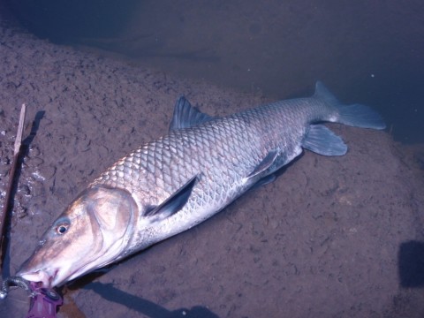 buiwgzv3ajcdvur4p87v_480_480-f78d5ddc.jpg