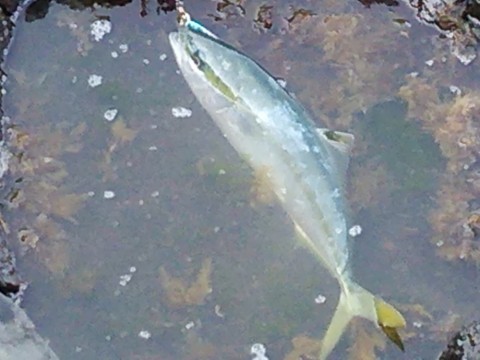 bviw2vub3wec7obf6tim_480_480-fe0c0e9e.jpg