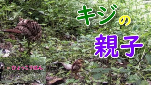 bvkfyeaxpafvzcw6hxyy_480_480-f5704df5.jpg