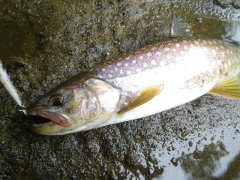 bwbe24aop8urt4m7uhi3_480_480-1920da85.jpg