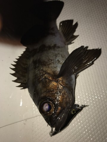 bwyvrwgzejo7p62g38sr_690_920-5a7903bd.jpg