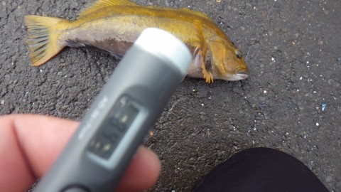 bxui2vfz379u3jjmjzeb_480_480-32afd0f6.jpg