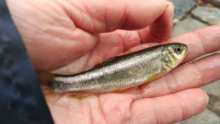 ツレナイfishing 食べるためのカワムツ