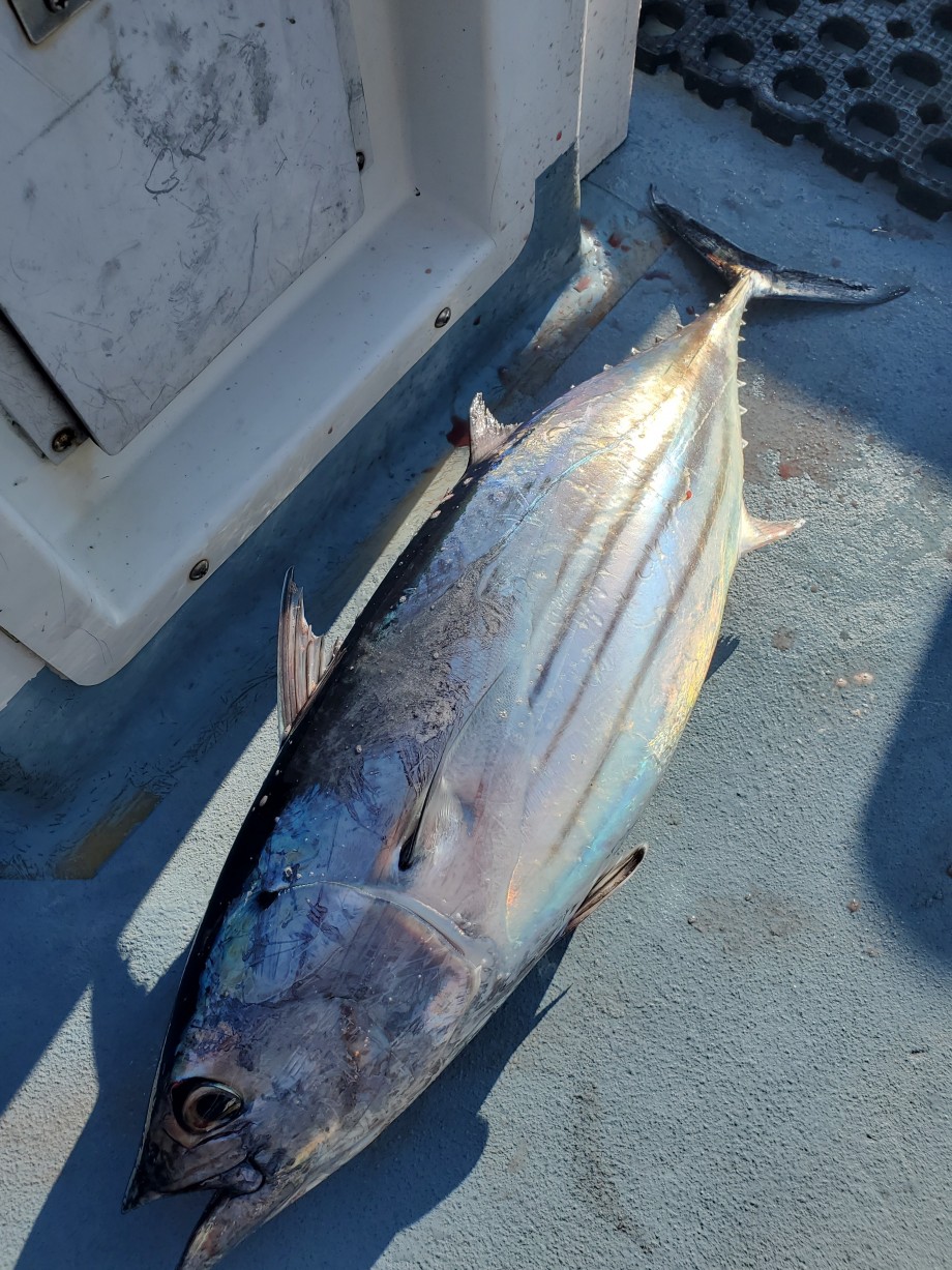 釣りログ 相模湾カツオジギング備忘録