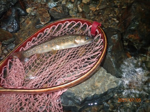 byueimagymrufj29wfdz_480_480-63925c6c.jpg