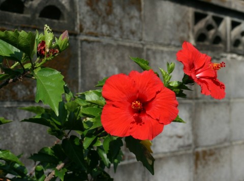 bzcn5fd89jkn35ze7uvc_480_480-5ac598ff.jpg