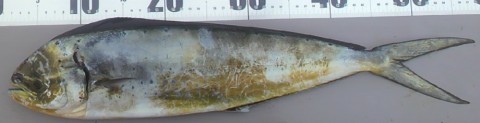 bzju7npopv972x2644go_480_480-c248bc61.jpg