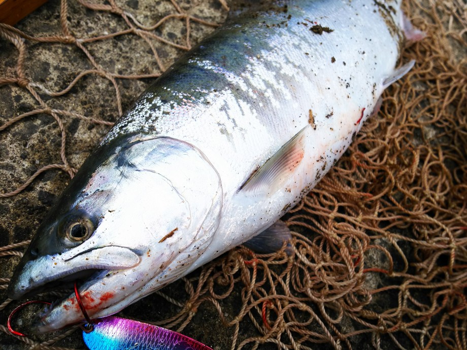 ブログ 阿武隈川水系サクラマス