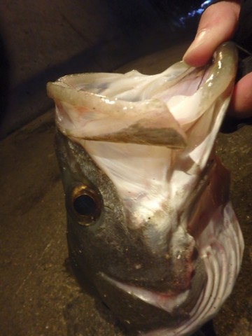 c2rr3rmoiuengbokdriz_480_480-de6a0629.jpg
