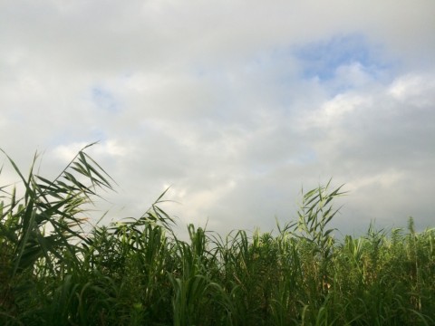 c3a87ng6jhuwrcvgm3i7_480_480-3711454b.jpg