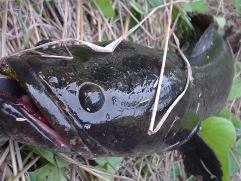 c3cprwhtaz5ofmss5pbo_480_480-7c811734.jpg