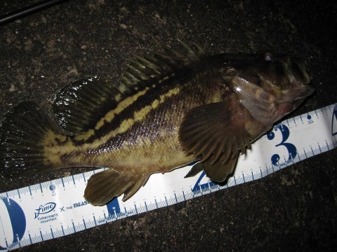 c3icvxyk7g24haoeicav_480_480-e4680e18.jpg