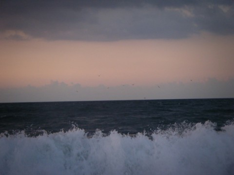 c3xxgbmza8riw9c2uaid_480_480-561dde9e.jpg