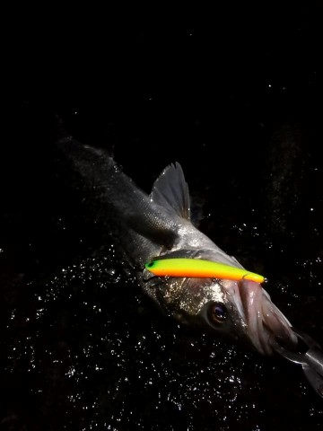 c3zigs8xg3kmmwyfortr_480_480-f7c4e755.jpg