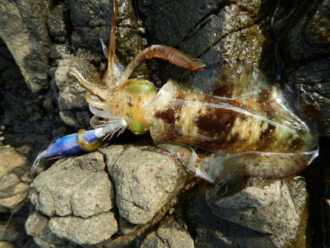 c4hnpacudguiv5wx39ch_920_690-c6641005.jpg