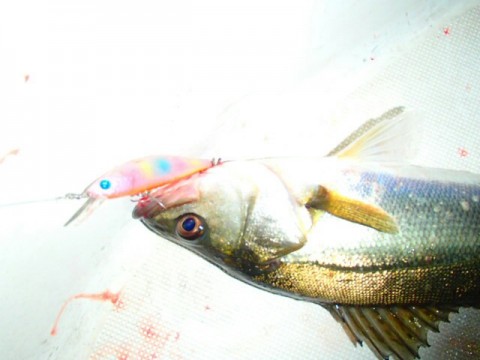 c597as33aac839ag4nxe_640_480-9822c5b8.jpg