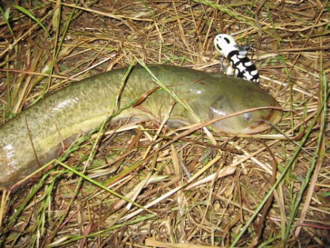 c5e7fc7989ac3ib67wfs_480_480-f8821480.jpg