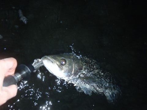 c5skus5exumubx4cvkc3_480_480-ee67dde3.jpg