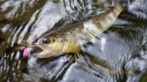 c5wciswpp92k687ay6df_480_480-1c1195ab.jpg