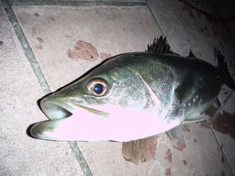 c6npkeuoc9diph47c5bp_480_480-8bef4cdd.jpg