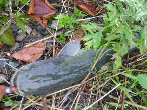 c6wnnhrnwbi885g6xdiu-37fdf928.jpg
