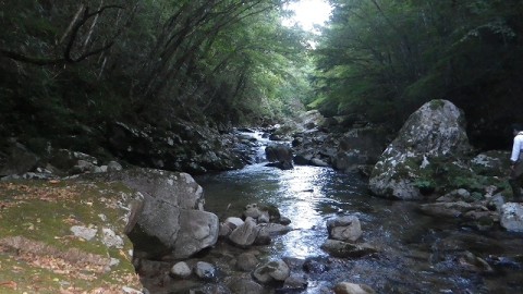 c9vd7x8nt2y9y95i8785_480_480-5b4672f3.jpg