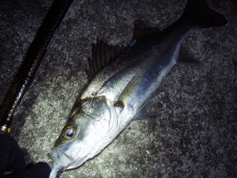 cYXx27zYkhz32vR9kawR_480_480-908661a2.jpg