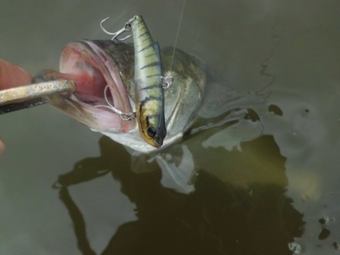 ca73t43idvrijd98sggz_480_480-f68d7f15.jpg