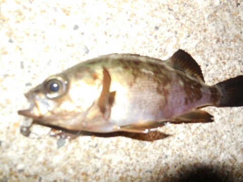 caejci3hjpaua4od2wmh_920_690-808a6325.jpg