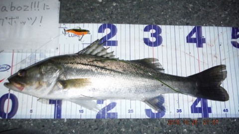 cajkmenifkprhw3fmpn2_480_480-006d9073.jpg