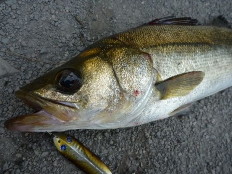 cansay4dwk6mbka73sj3_480_480-053da703.jpg