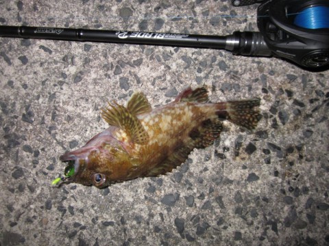 cb8padrht6gtguknn33j_480_480-97b0d170.jpg