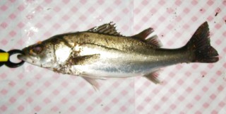 cbf7ar4uddud6inms3tk-099e3410.jpg