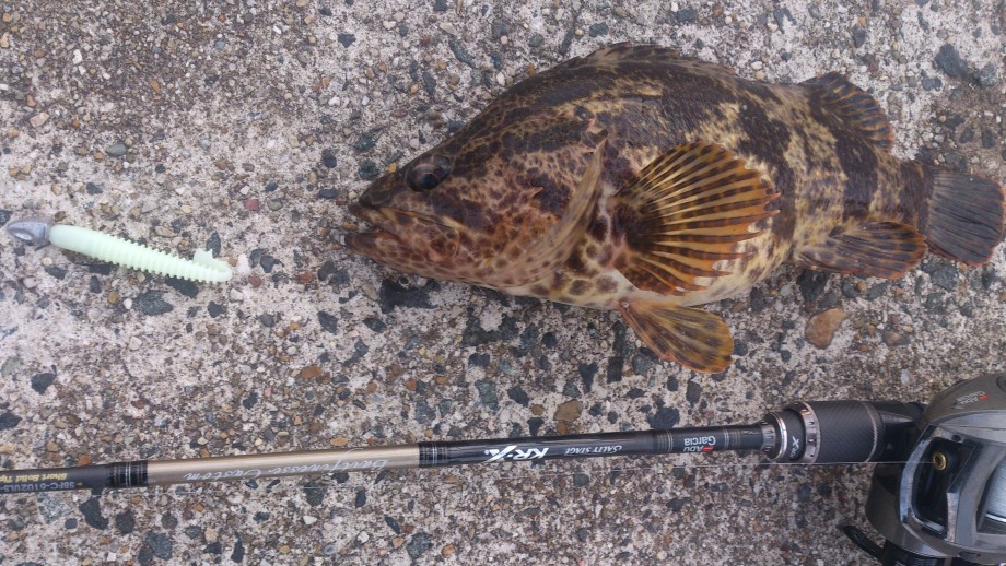 Pure Fishing Japan Saltwater Blog Swベイトフィネス講習 愛知編