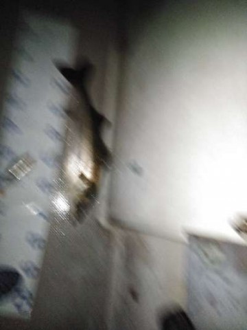 cd5ehvnmm8r8f4mjodwt_480_480-e3a64c23.jpg