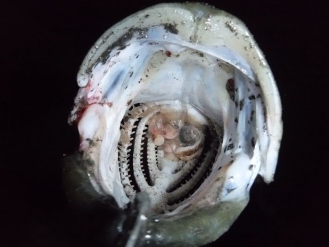 cdc7hhuiorxm2td2ifjc_920_690-9e077fe1.jpg