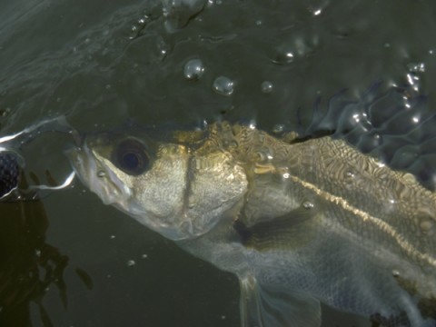 cdundafk6dua7cworuop_480_480-f6f79c28.jpg