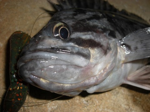 cehpr5dnkghhkag3xerf_480_480-6d3ec274.jpg
