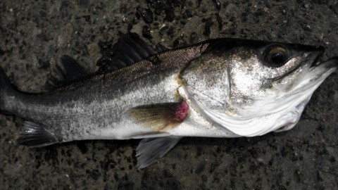 cekmnch5ua6s7nmaobes_920_518-7bf885d9.jpg