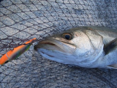 cekwafna6nhj28u32esv_480_480-024f079d.jpg