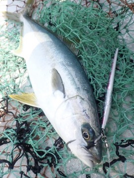 cewfjgab35aggkijjbm5_361_480-f2850e6c.jpg